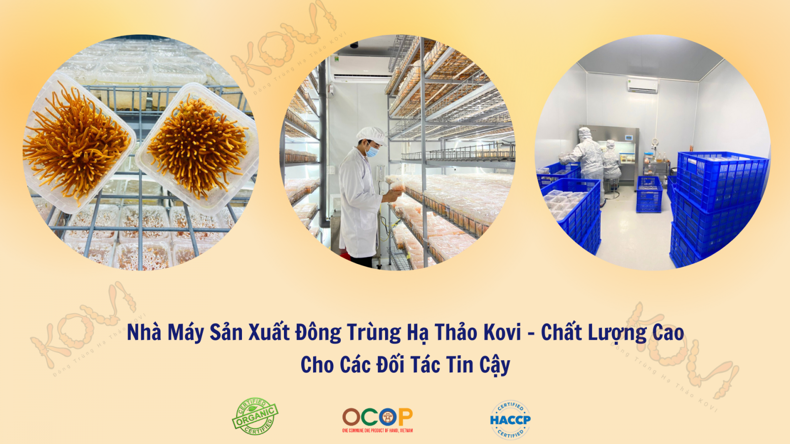 Đông trùng hạ thảo KOVI đơn vị cung cấp nguyên liệu đông trùng hạ thảo chất lượng cao hàng đầu tại Việt Nam.