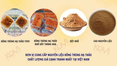 Đông trùng KOVI - Đơn vị cung cấp nguyên liệu chất lượng cao hàng đầu Việt Nam.