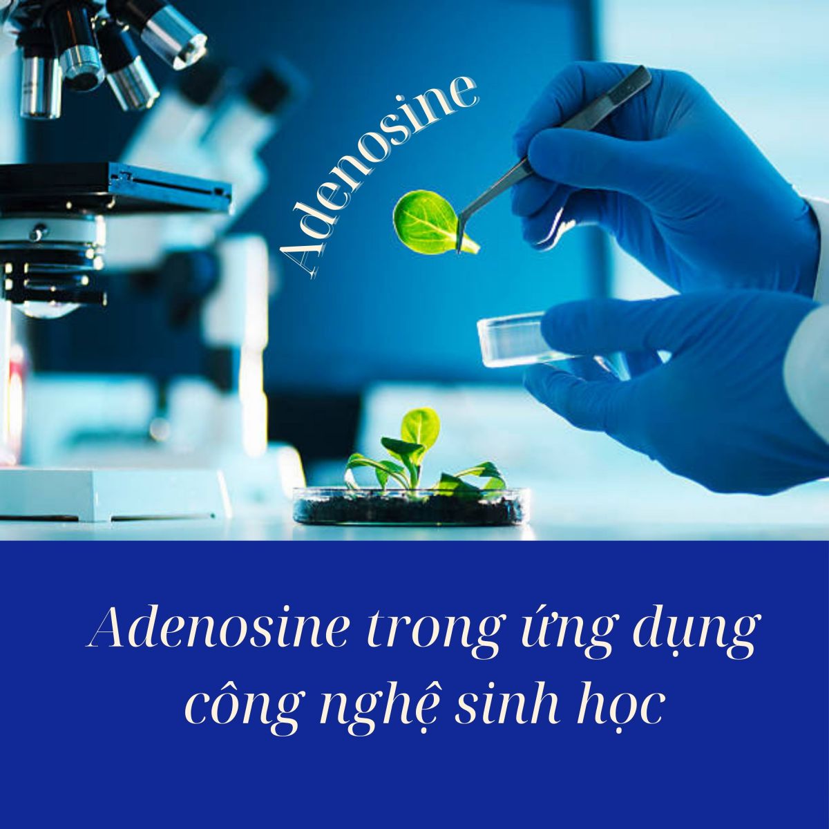 Adenosine trong ứng dụng công nghệ sinh học