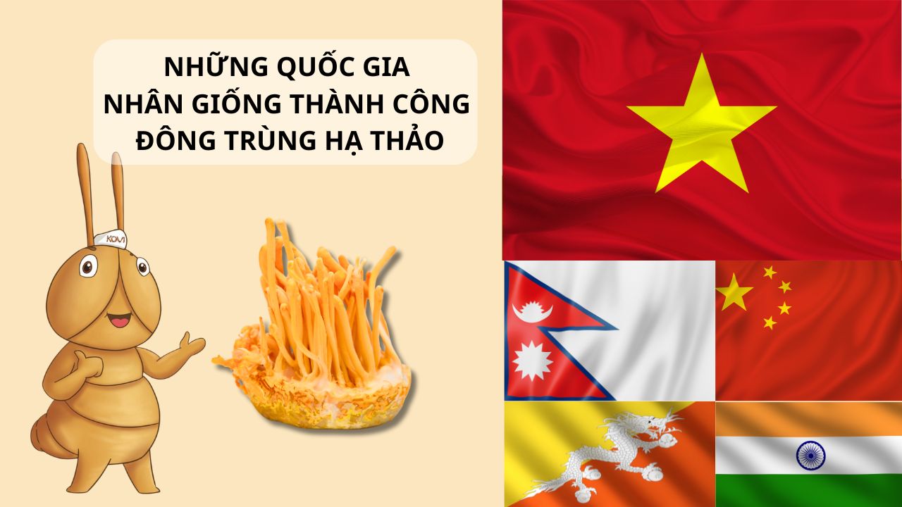 đông trùng hạ thảo ở đâu