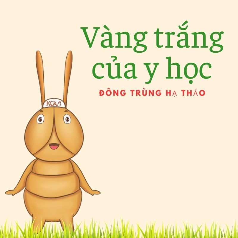 Đông trùng hạ thảo: Vàng trắng của Y học và Dinh dưỡng