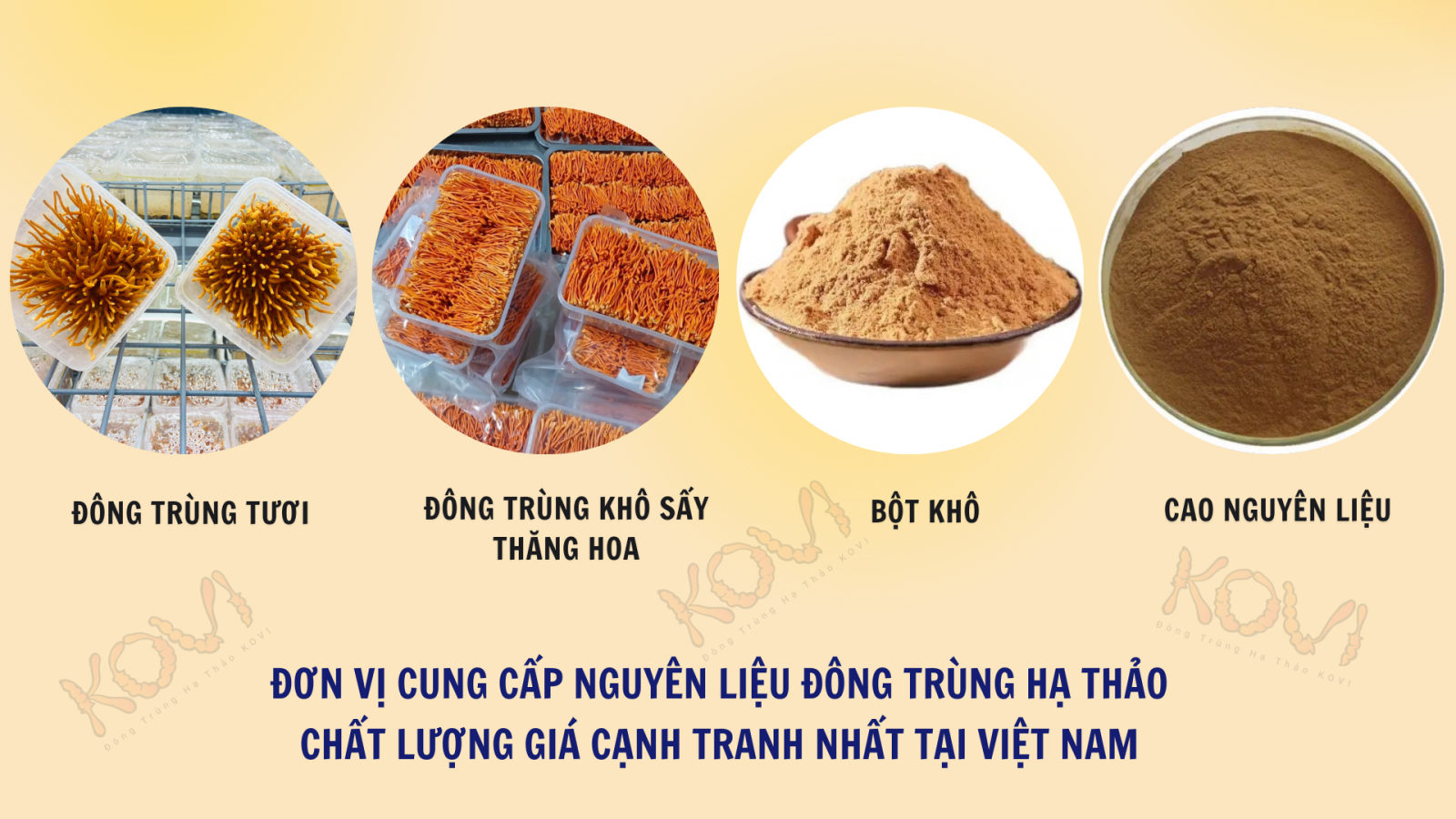 Nguyên liệu và thành phẩm đông trùng hạ thảo