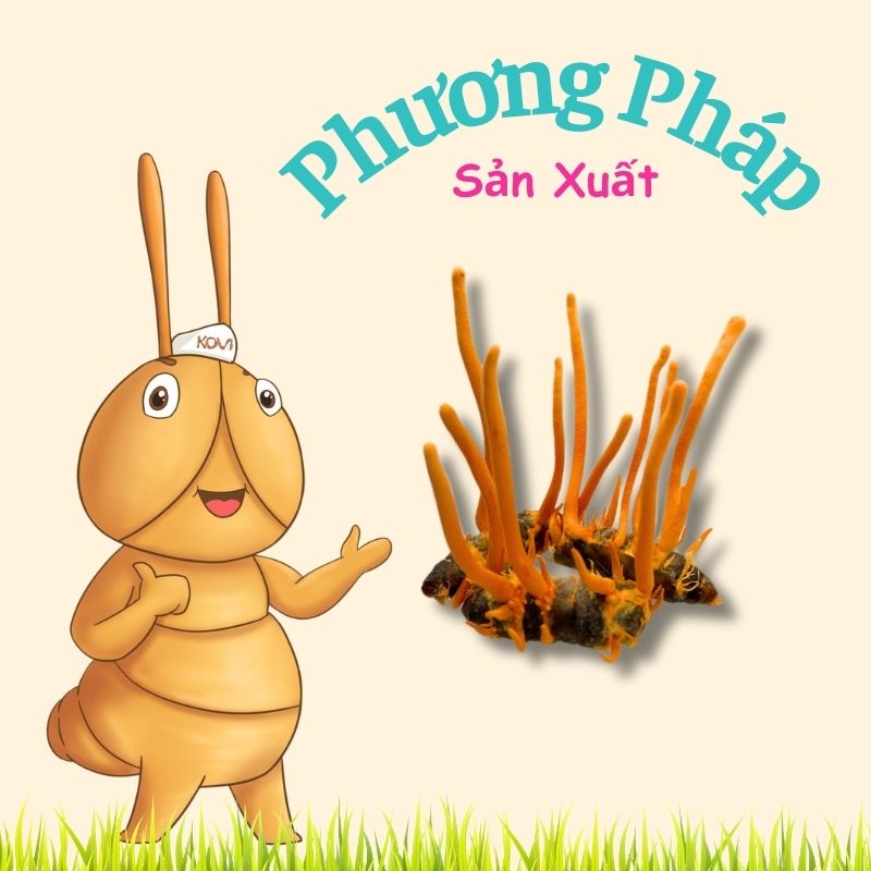 Phương Pháp Sản Xuất đông trùng hạ thảo