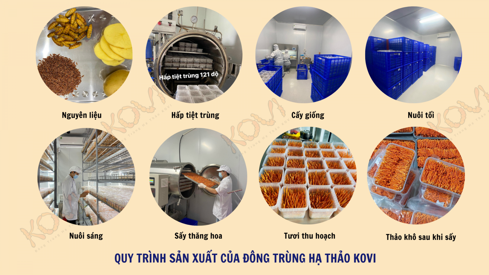 Quy trình đông trùng hạ thảo 