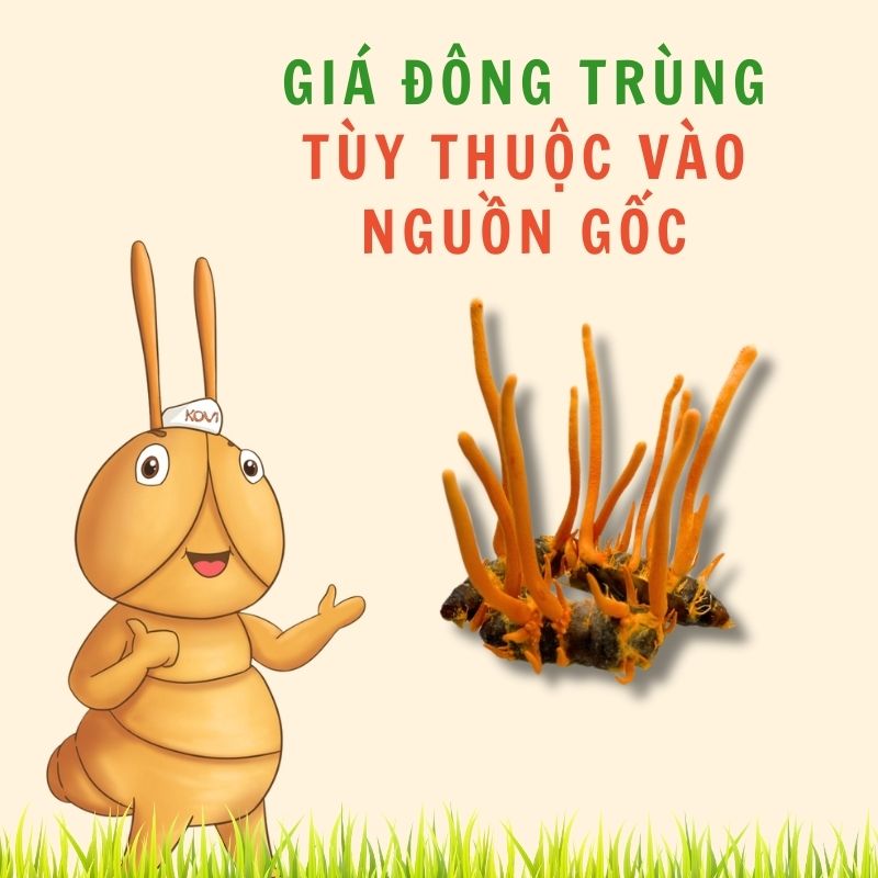 Giá đông trùng hạ thảo