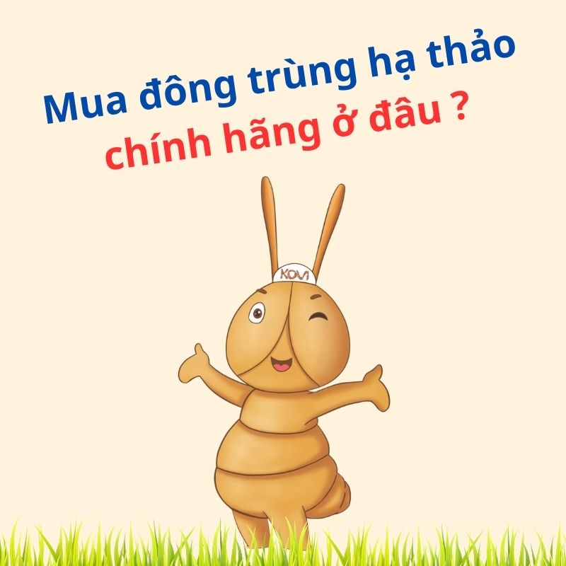 Mua đông trùng hạ thảo chính hãng ở đâu: