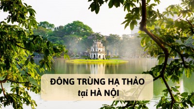 Mua đông trùng hạ thảo Hà Nội