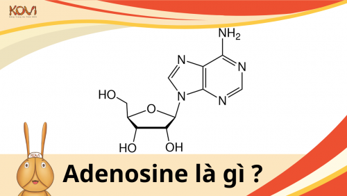 Adenosine là gì ?