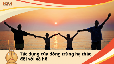 Tác dụng của đông trùng hạ thảo