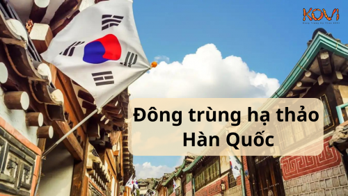 Đông trùng hạ thảo Hàn Quốc là gì ?