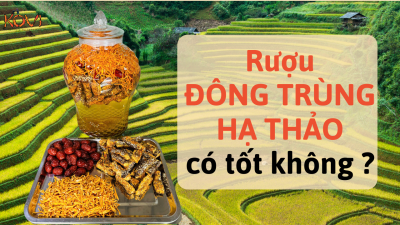 Rượu đông trùng hạ thảo có tốt không ? Cách làm rượu đông trùng hạ thảo