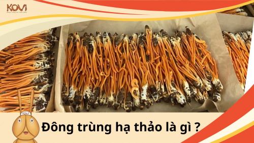 ĐÔNG TRÙNG HẠ THẢO LÀ GÌ ?