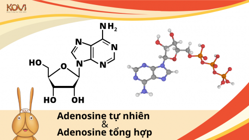 Adenosine tự nhiên và adenosine tổng hợp