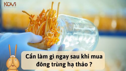 Cần làm gì sau khi mua đông trùng hạ thảo ?