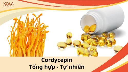 Cordycepin tự nhiên và cordycepin tổng hợp