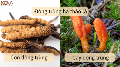 Nấm đông trùng hạ thảo hay con đông trùng hạ thảo