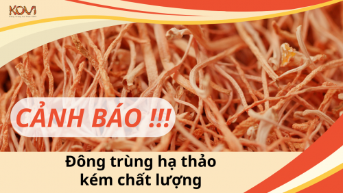 Cảnh báo đông trùng hạ thảo kém chất lượng