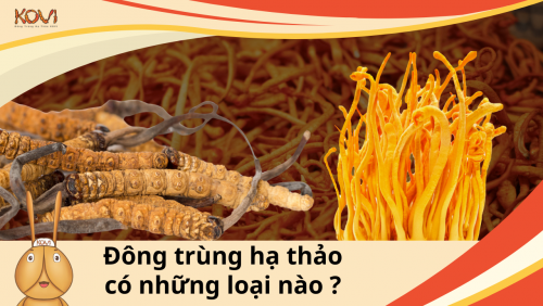 Đông trùng hạ thảo có những loại nào ?