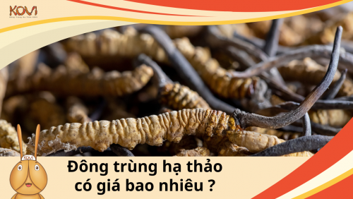 Đông trùng hạ thảo có giá bao nhiêu ?