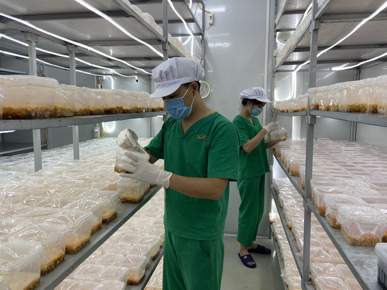 Hình ảnh phòng nuối đông trùng hạ thảo nhân tạo tại Hà Nội đạt chuẩn HACCP