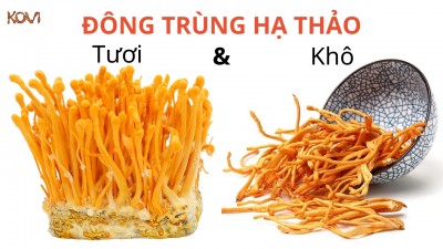 Đông trùng hạ thảo tươi hay đông trùng hạ thảo khô