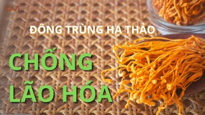 ĐÔNG TRÙNG HẠ THẢO CHỐNG LÃO HÓA