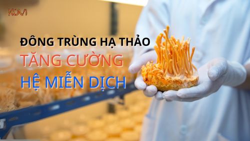 ĐÔNG TRÙNG HẠ THẢO TĂNG CƯỜNG HỆ MIỄN DỊCH