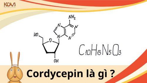 Cordycepin là gì ?